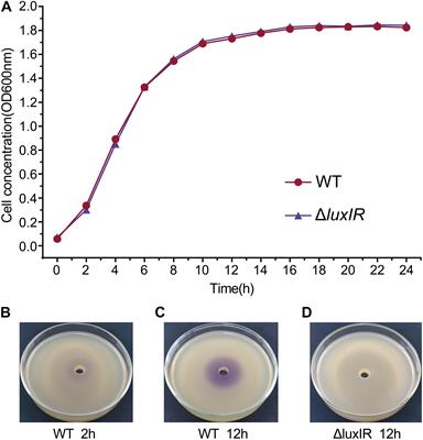 Quorum Sensing-Mediated and Growth Phase-Dependent Regulation of Metabolic Pathways in Hafnia alvei H4